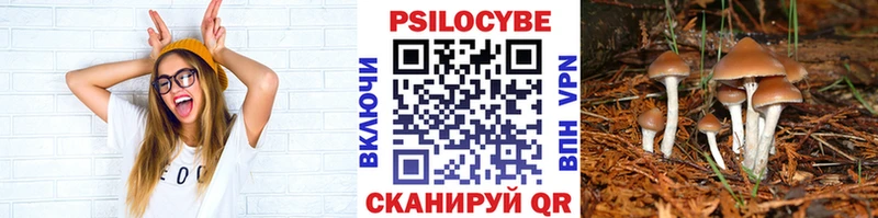 гидра вход  Избербаш  Галлюциногенные грибы Psilocybine cubensis 